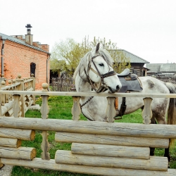 Казаки и кони. Старина Сибирская